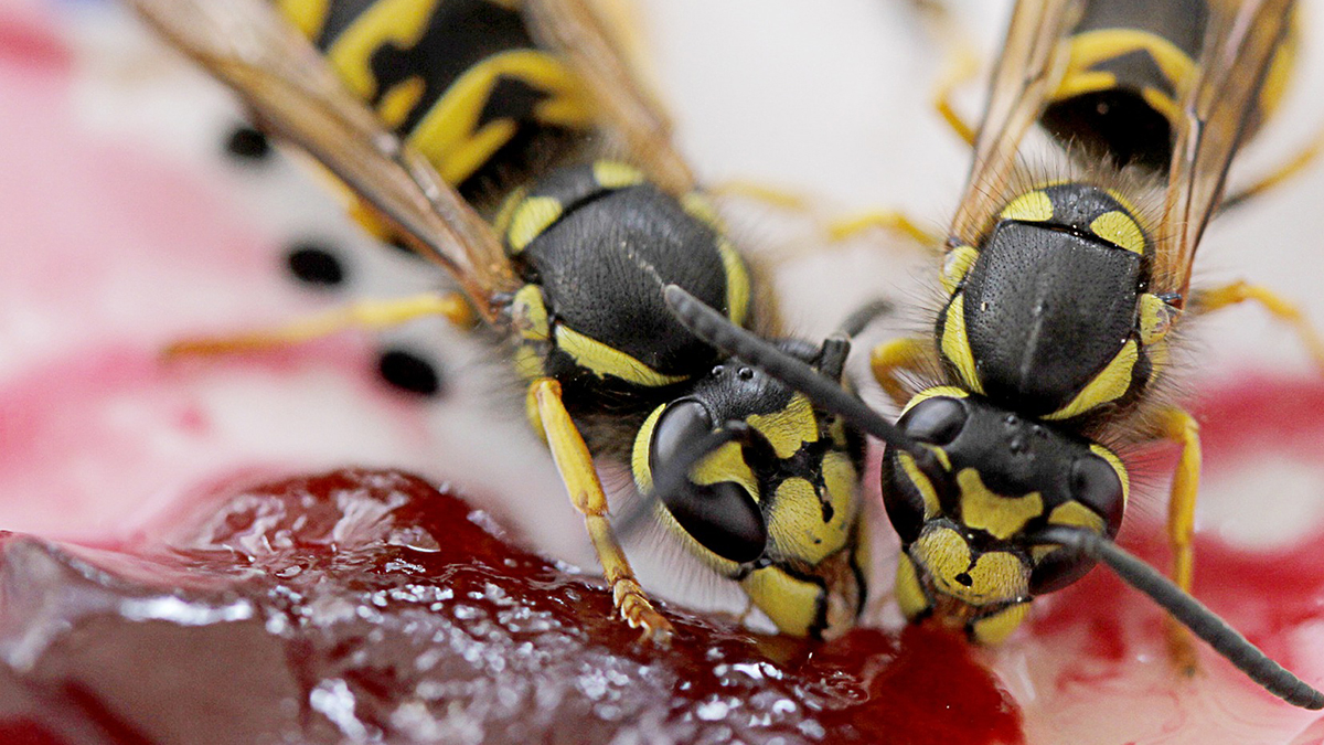 Bumper wasp season mild winter News and Blog image